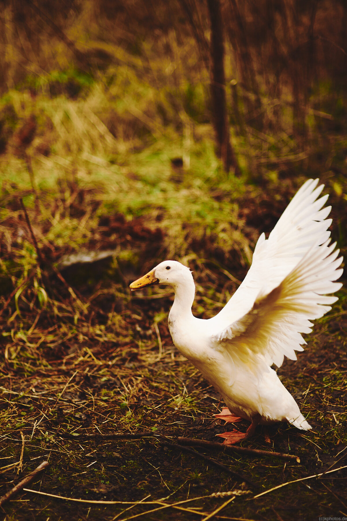 a duck that spreads its wings in front of a fuss