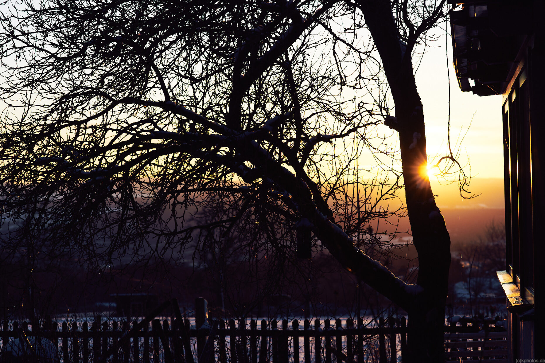 the tree next to our winter garden in the sunset light