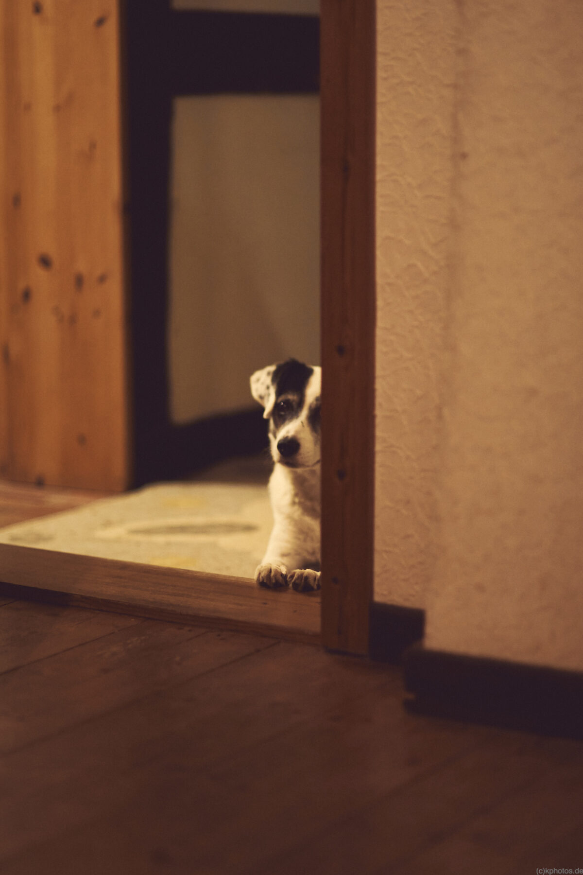 Buba, our dog, lies in front of the door on a carpet in the hallway