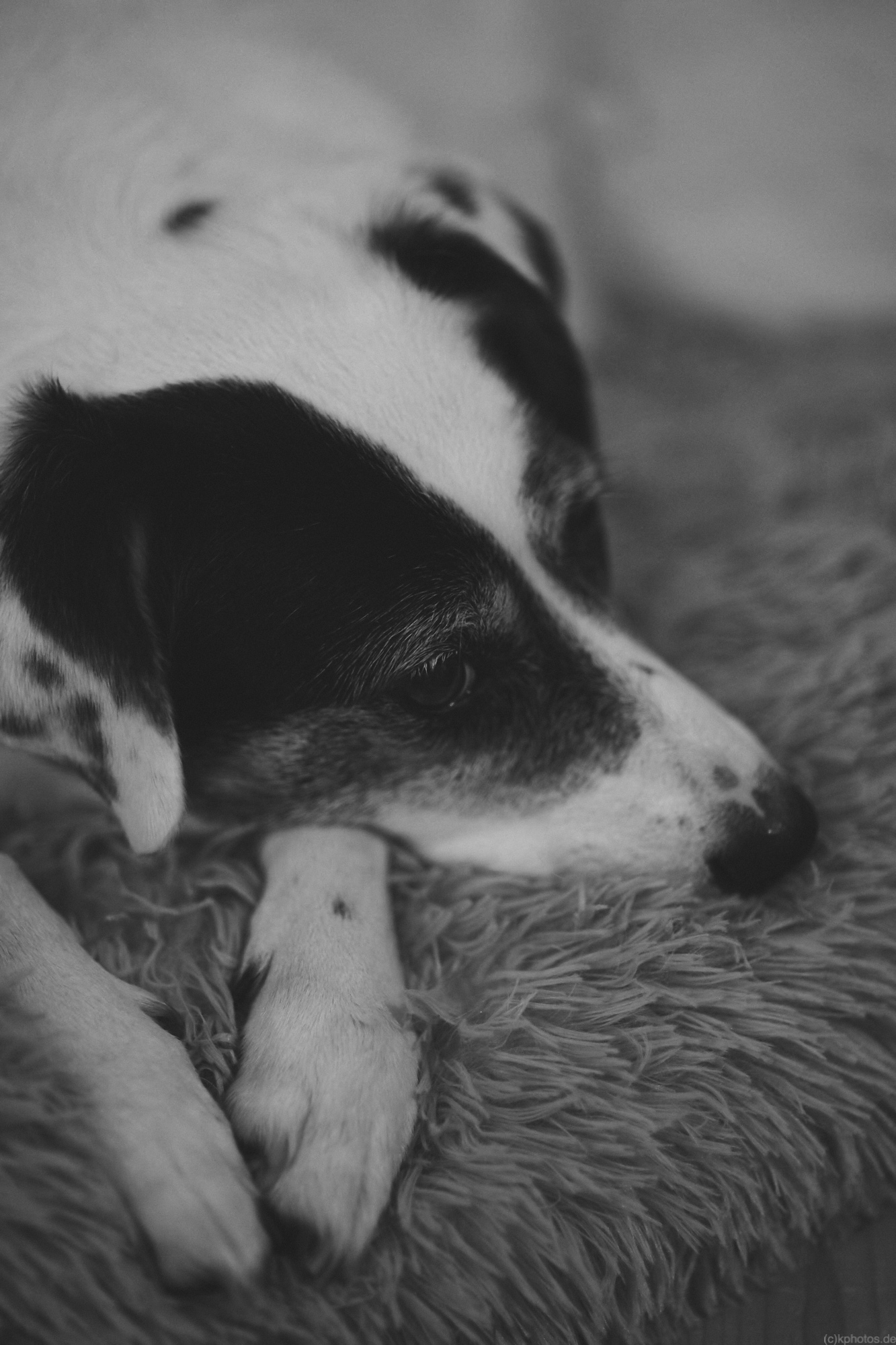 Buba, our dog, is lying in her fluffy bed.