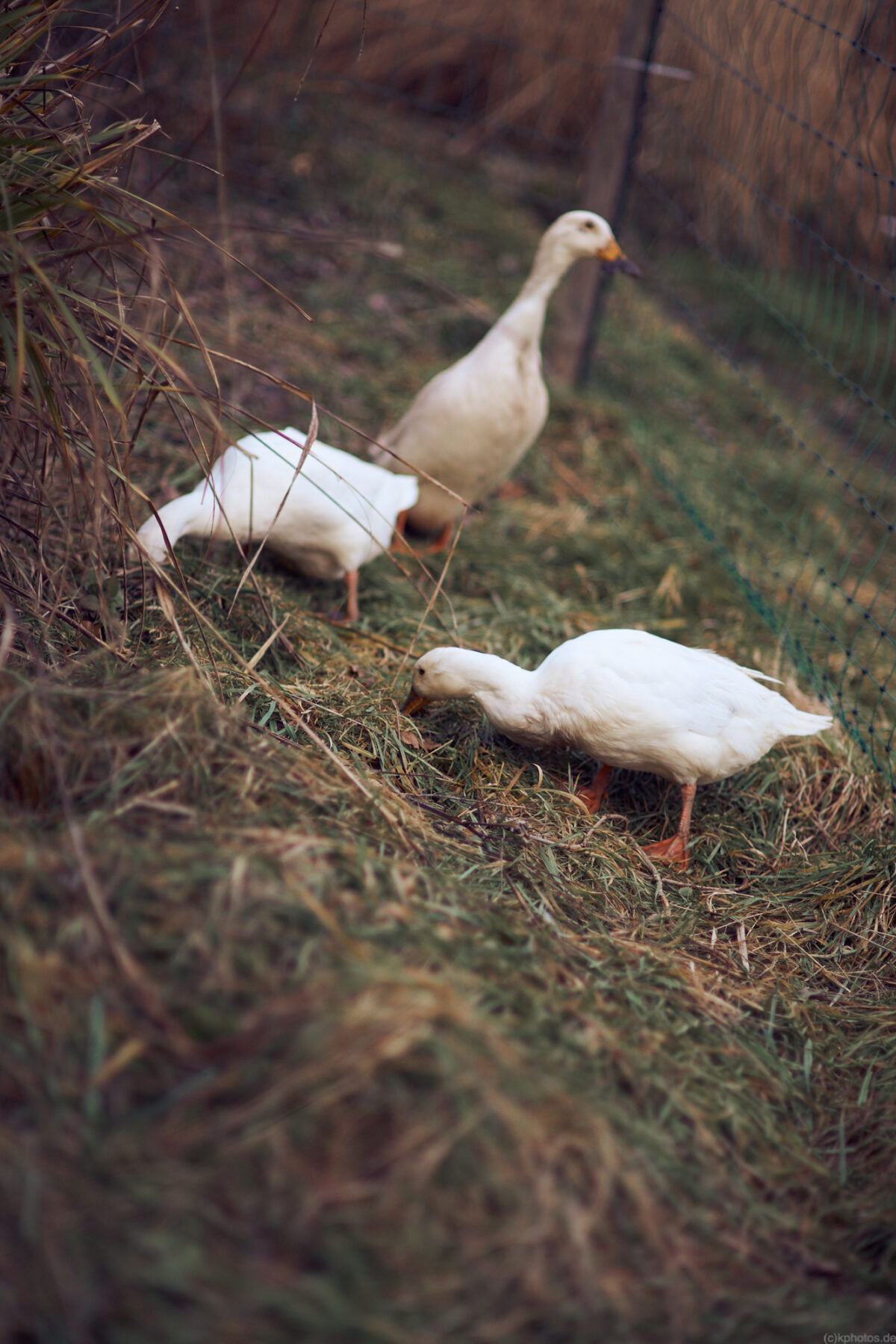 3 runner ducks, 2 search the ground with their beaks for treats and the drake stands in the background and guards everything