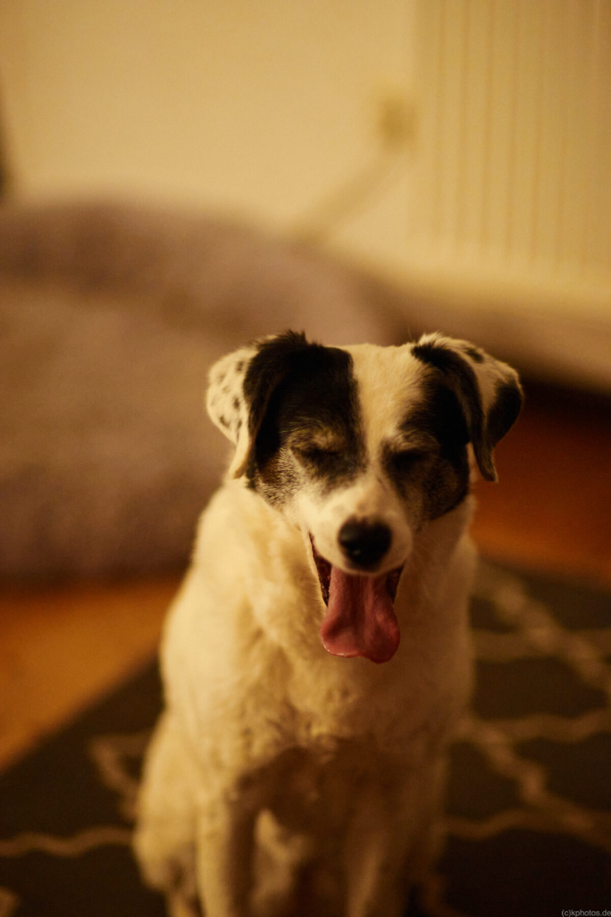 a dog yawning into the camera