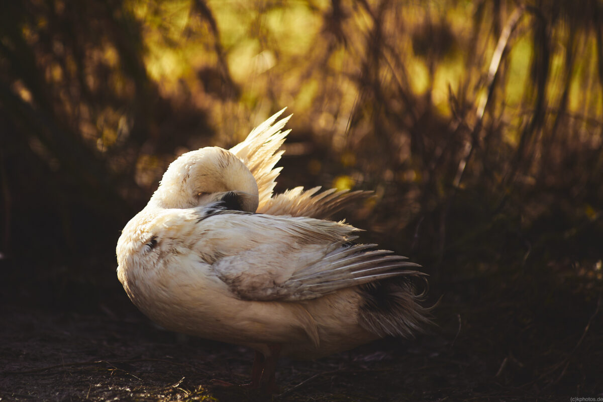 a drake preens itself and spreads its wings