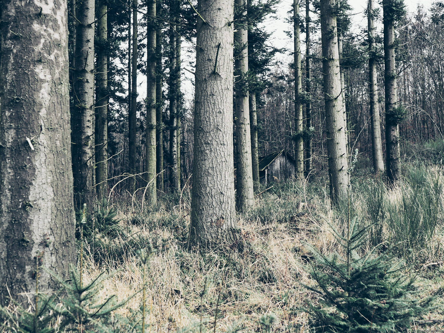 a desolate wooden hut benath some large spruce trees