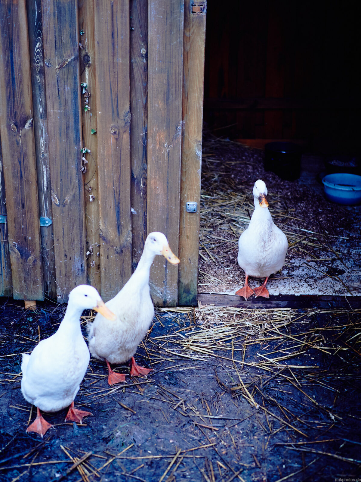 3 runner ducks in front of their stable