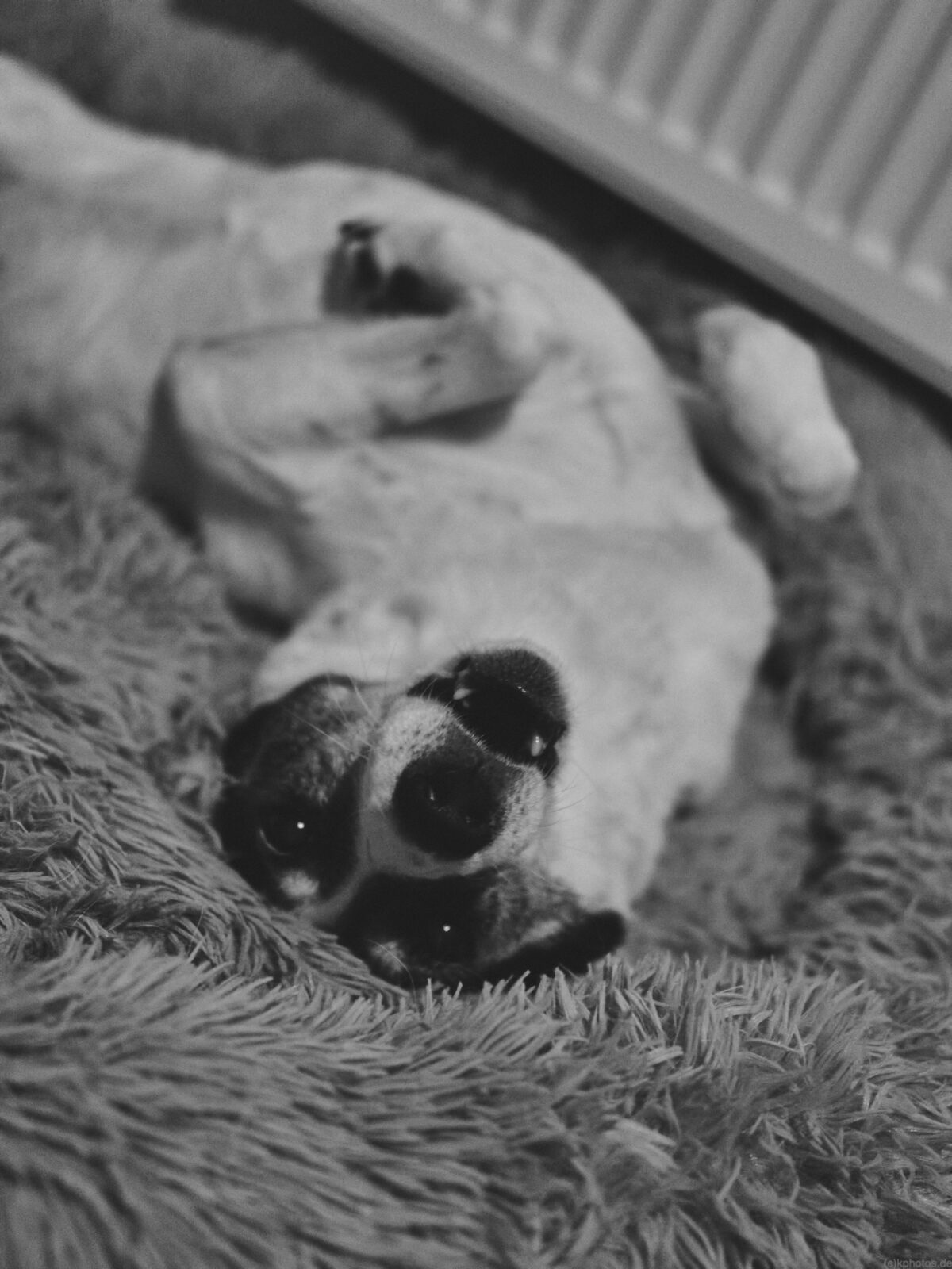 Our dog Buba is having fun on her fluffy bed.