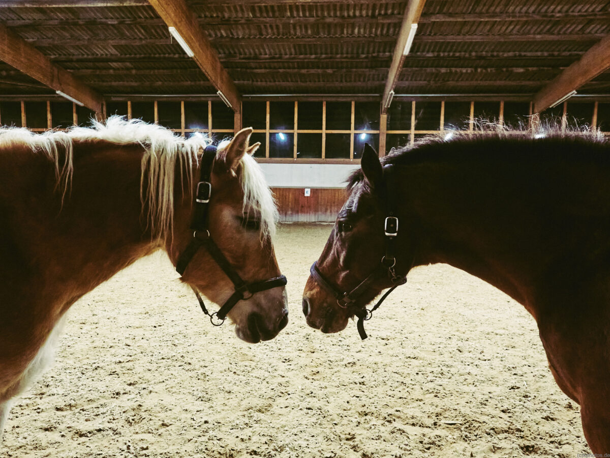 The horses' heads of a Haflinger and an Apaluzer stand directly opposite each other in the riding hall