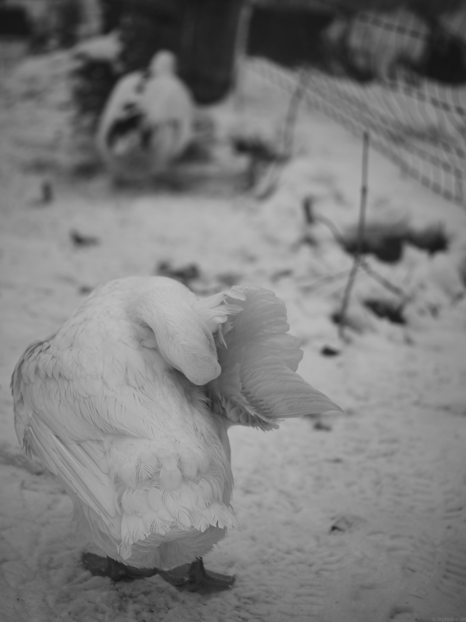 a black and white picture of a white duck cleaning itself in the foreground. In the background is another duck eating lettuce.