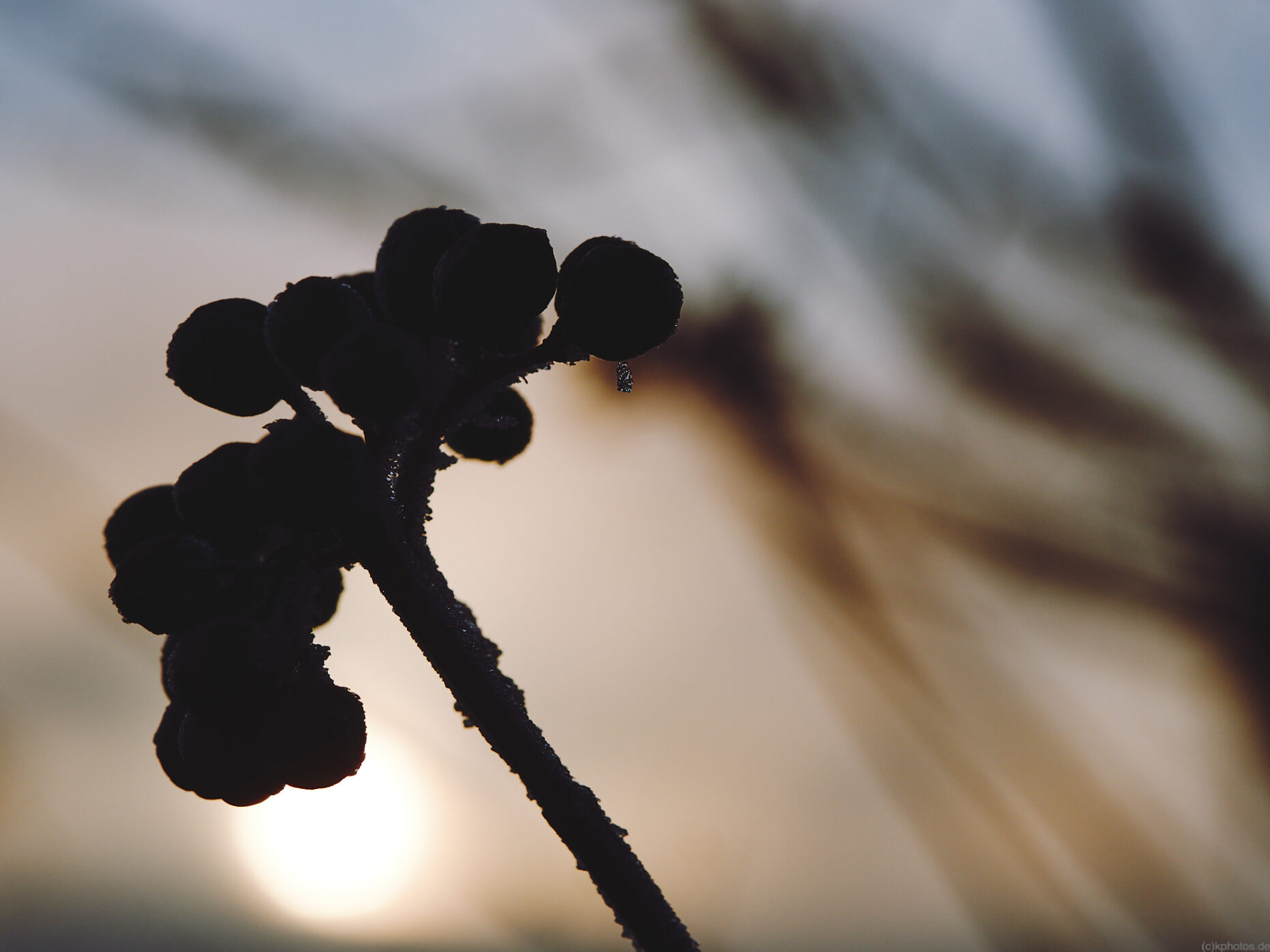 Frozen berries on a bush photographed against the setting sun. With a small icicle on the berries