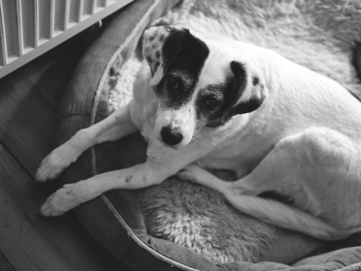 Our dog sitting in her bed in black&white