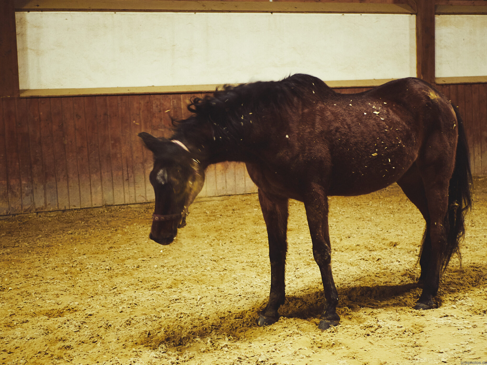 a horse shakes itself in the riding arena after rolling in the sand