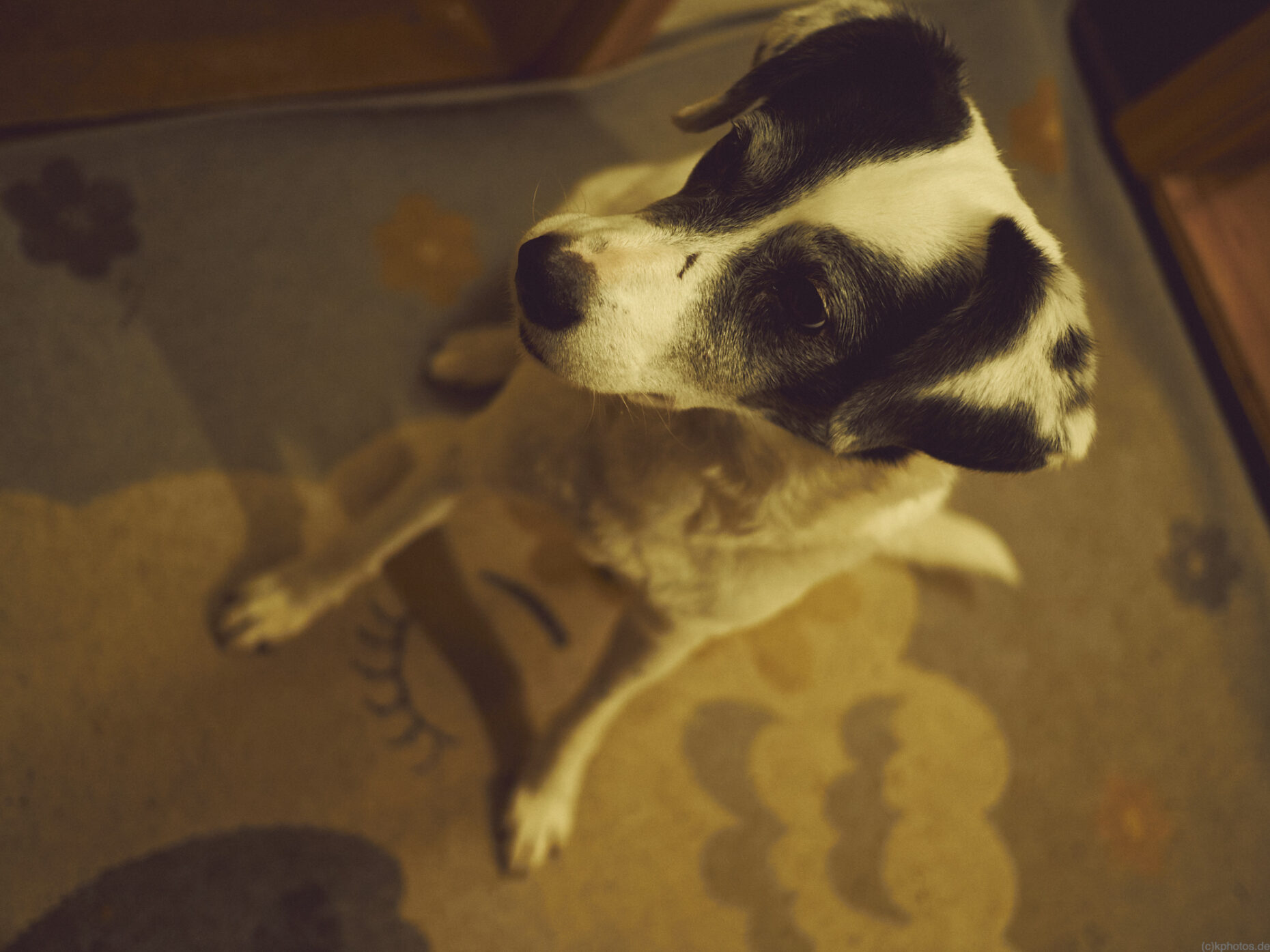 Our dog sits on a carpet in front of the kitchen and hopes for treats