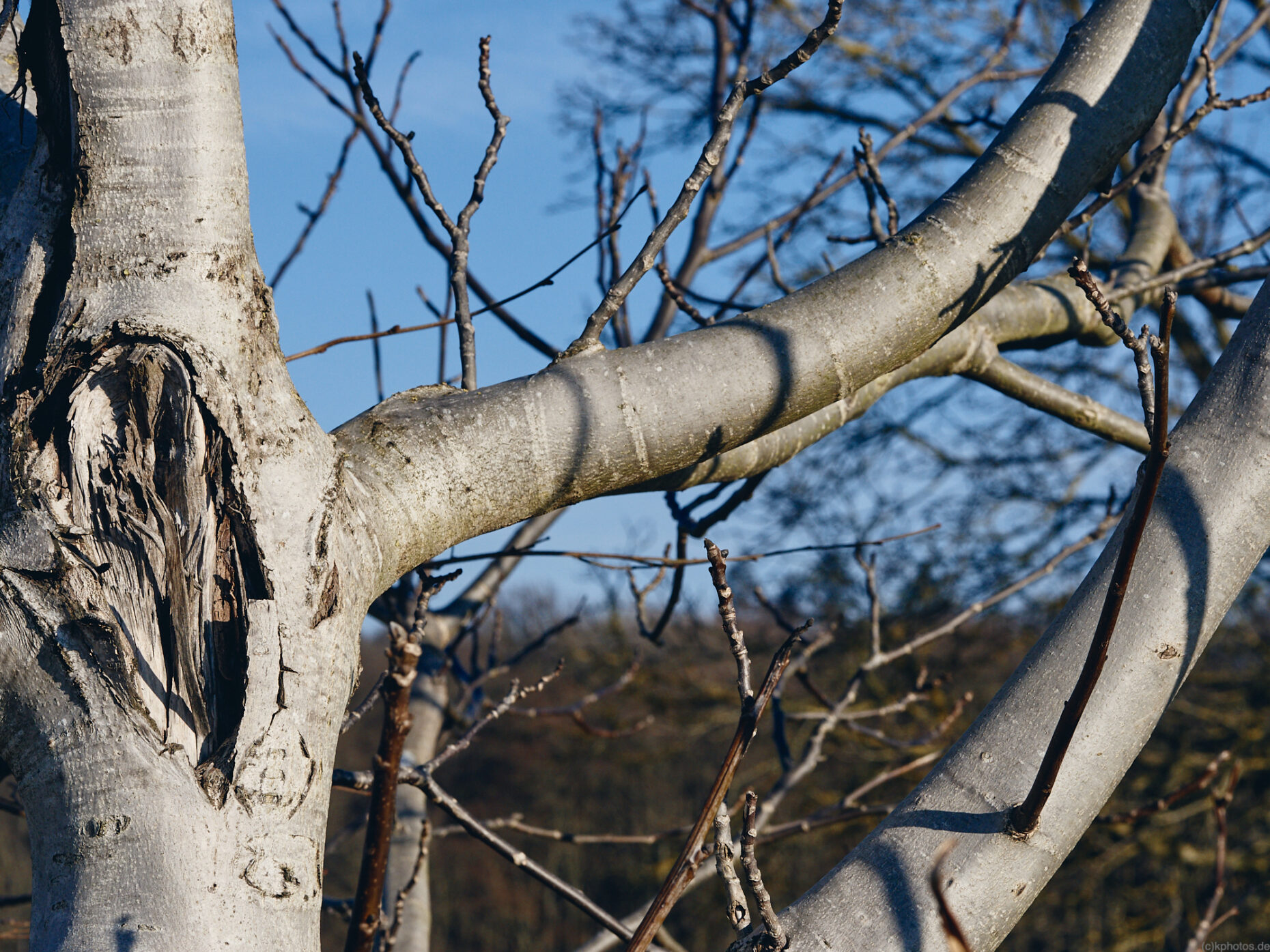 Branches of a walnut tree shining silver in the sunlight