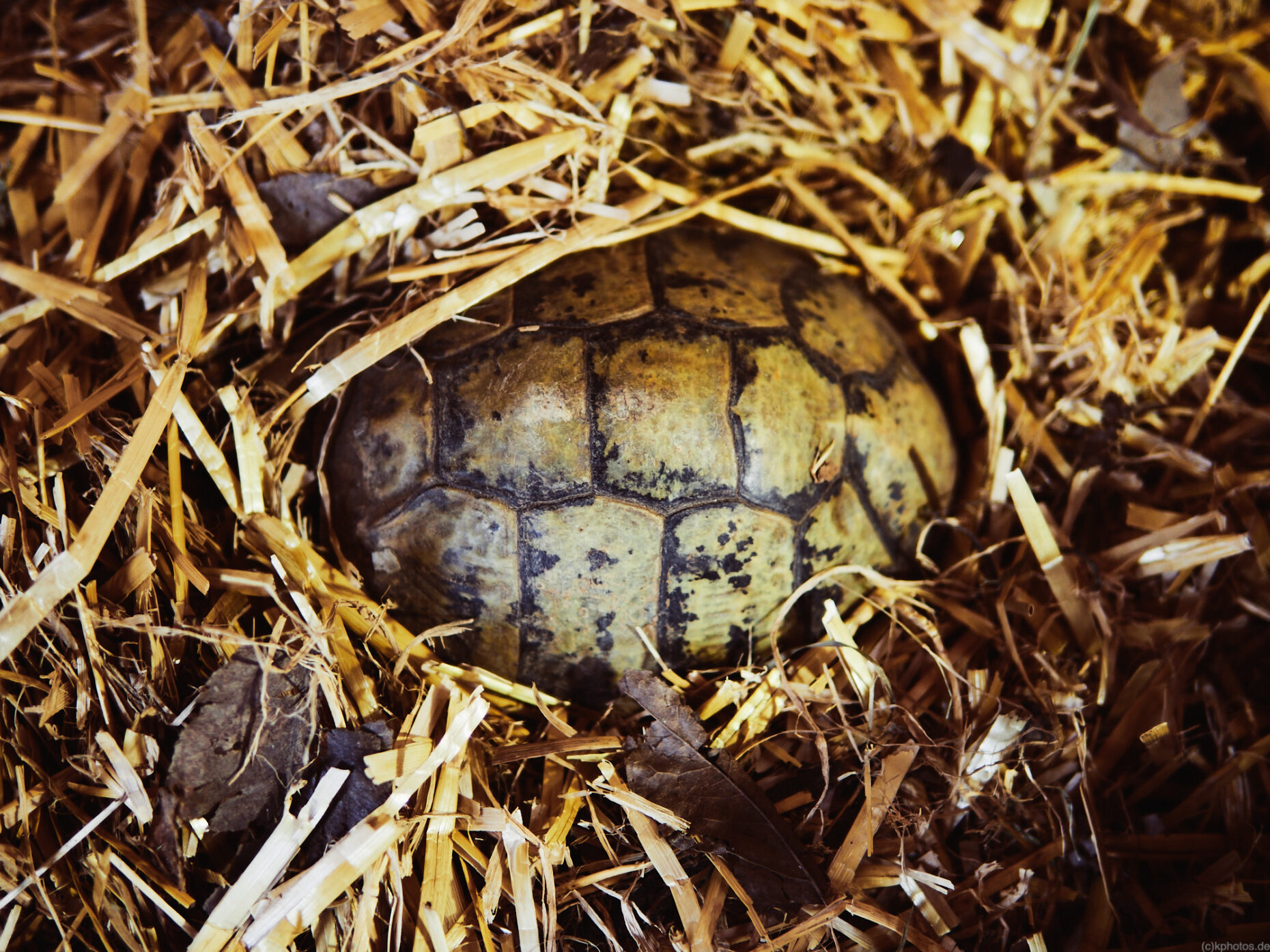 sleeping tortoise that has buried itself in the straw