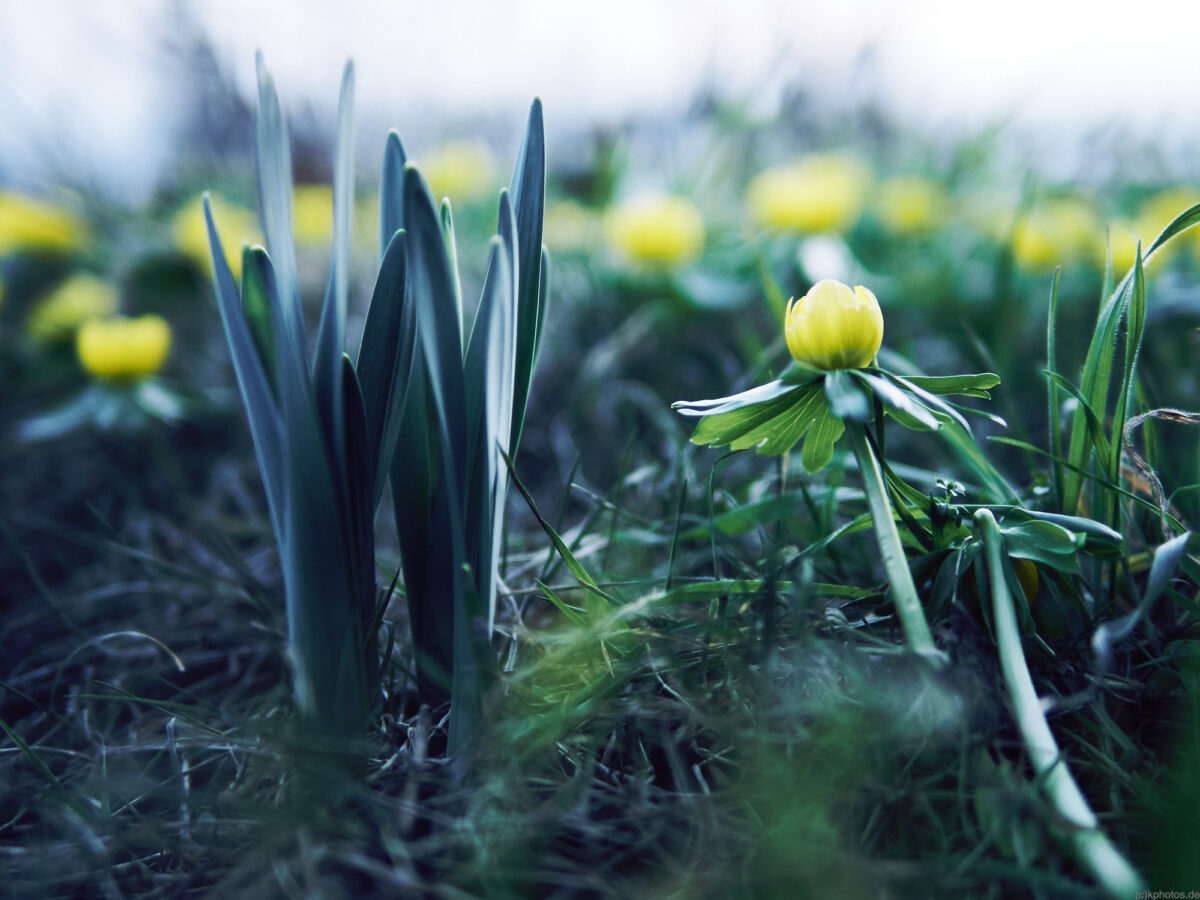 Daffodils and other flowers grow from the ground, a first sign of spring