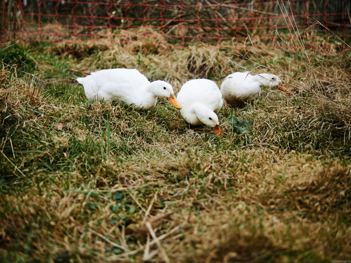 3 runner ducks on a meadow