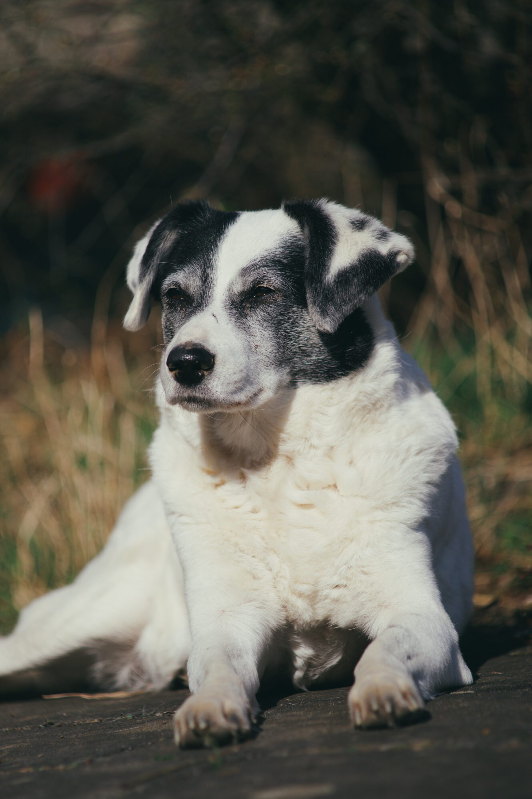 Our dog lies in the garden on the terrace in the sun