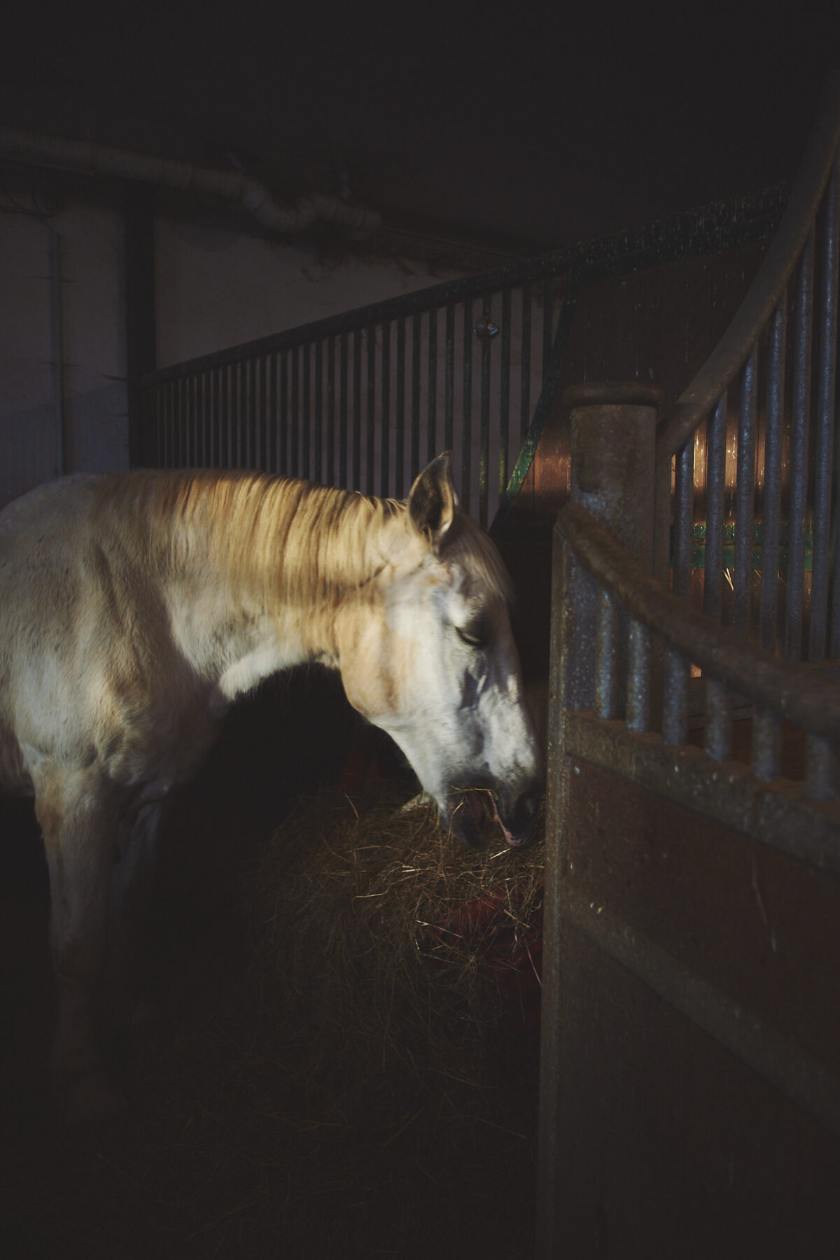 A gray horse stands in its stall eating hay in the golden evening light.
