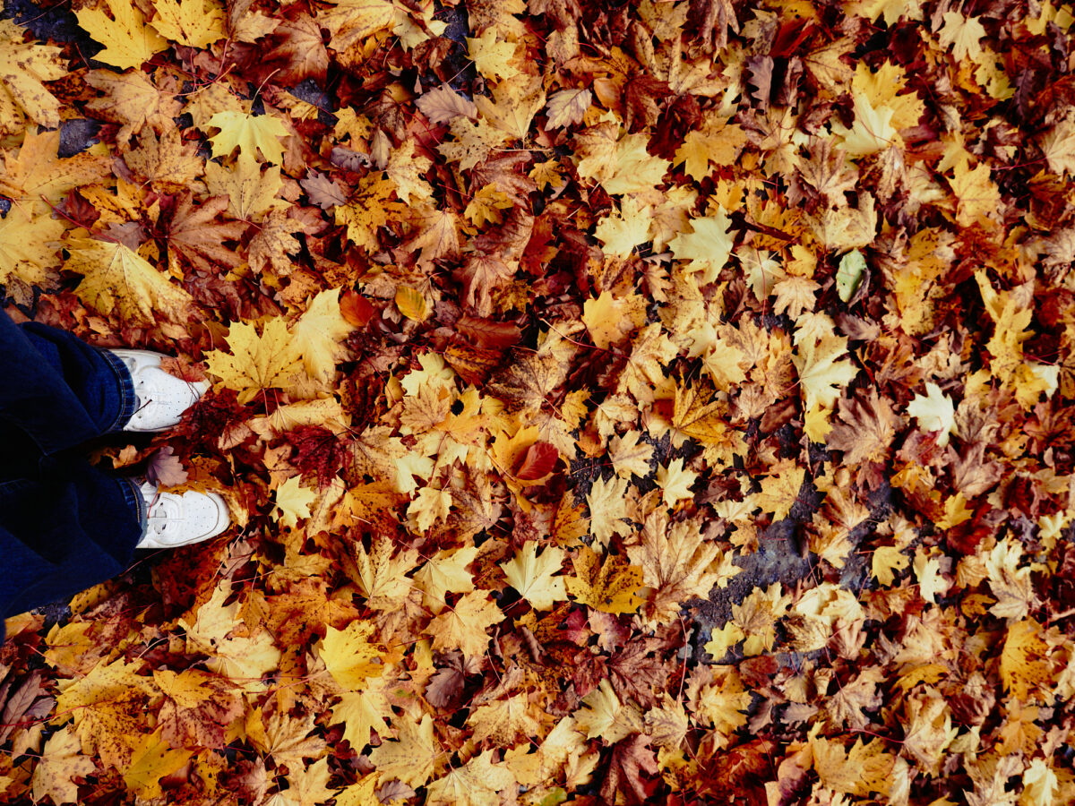 On the left edge, you can see my white shoes standing as if in a sea of yellow leaves.